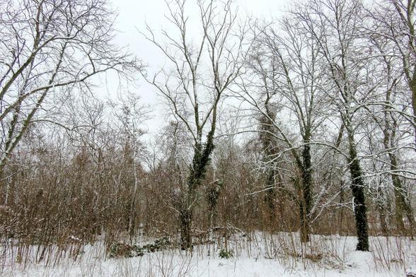 Winterlicher Waldrand mit hohen, kahlen Laubbäumen, deren weit verzweigte Äste von einer dünnen Schneeschicht bedeckt sind. Mehrere Stämme sind teilweise mit dunklem Efeu bewachsen, das sich deutlich vom hellen Schnee abhebt. Der Boden ist geschlossen weiß und von Schnee bedeckt, aus dem zahlreiche trockene Halme und schlanke Sträucher herausragen. Im Hintergrund verdichtet sich das Gehölz zu einem dichten Bestand aus jungen Bäumen und Unterwuchs. Der Himmel wirkt hell und bedeckt, wodurch die …