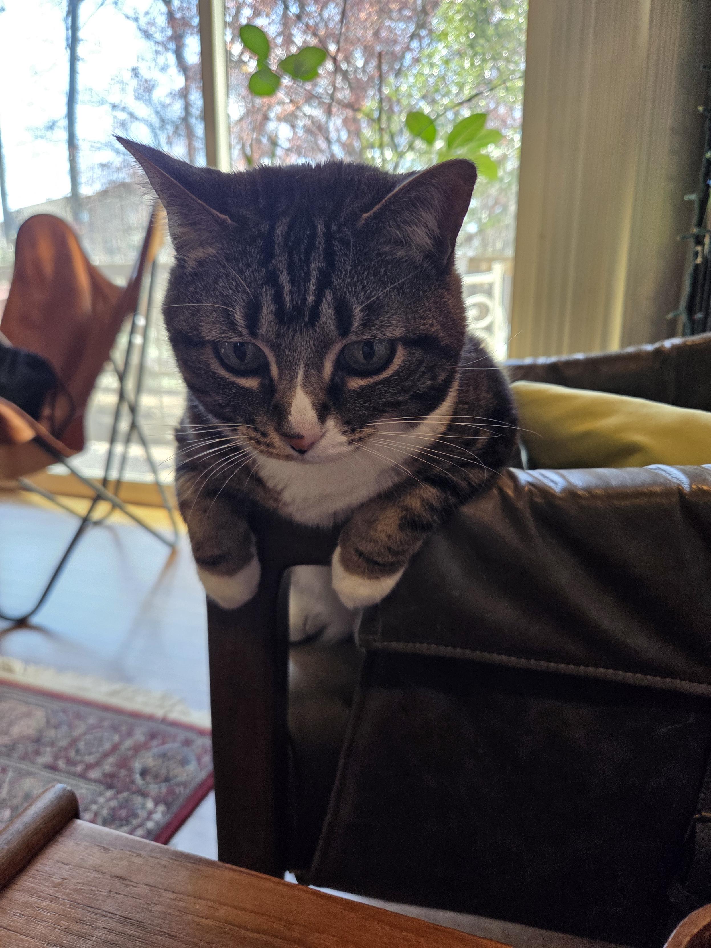 Cat sitting in a chair with two front paws over the armrest