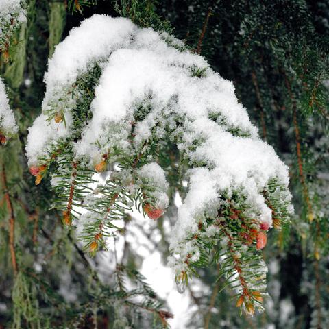 Nadelbaumzweige mit frischem Schnee bedeckt. Zwischen den Schneemassen sind Zapfen und die grünen Nadeln zu erkennen. Der Schnee lässt die Zweige nach unten biegen. Im unscharfen Hintergrund sind weitere Zweige sichtbar, was auf einen dichten Nadelwald hinweist.