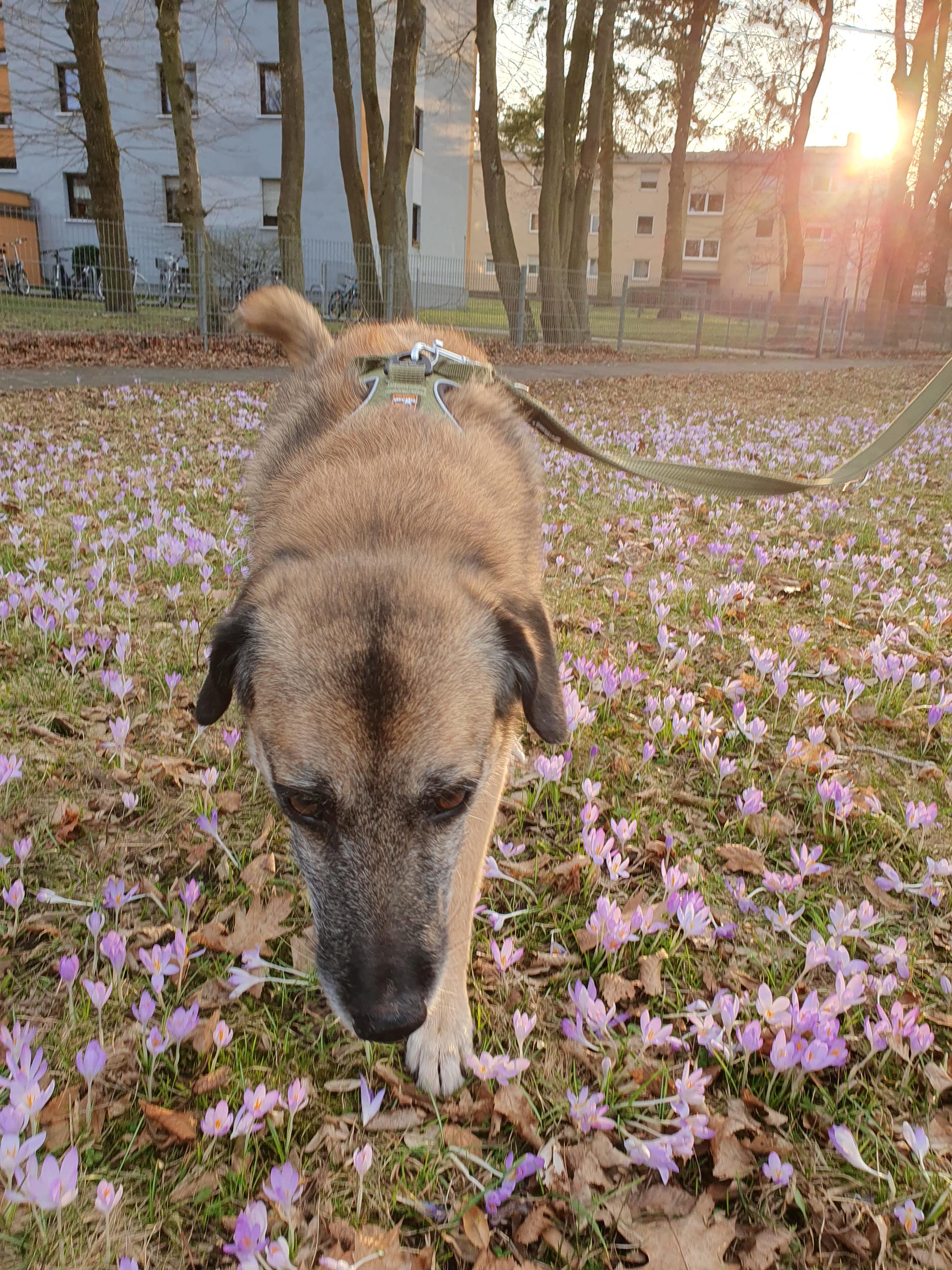 Eine braune Hundin im Krokosfeld mit Sonnenuntergang