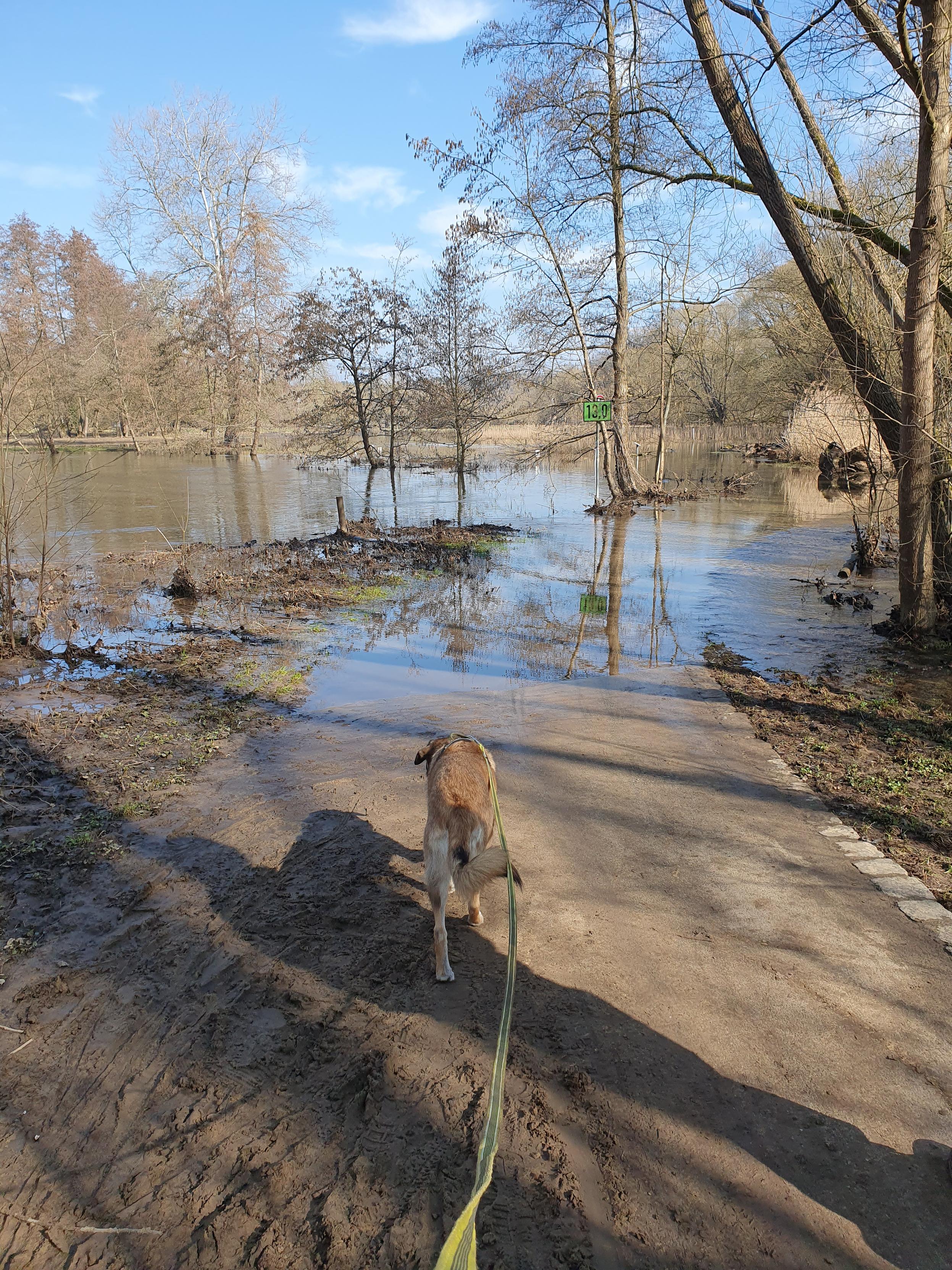 Eine braune Hundin vor dem Hochwasserzone in der Wiese mit blauer Himmel