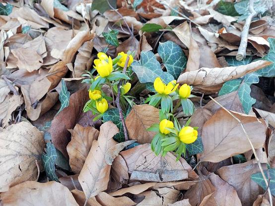 Mehrere leuchtend gelbe Blüten wachsen dicht beieinander aus einer Schicht trockener, brauner Laubblätter. Die Blüten sind schalenförmig und teils geöffnet, teils noch knospenartig geschlossen. Um jede Blüte herum stehen schmale, längliche grüne Blätter in einem sternförmigen Kranz. Zwischen dem Laub sind zudem dunkelgrüne, herzförmige Blätter mit heller Zeichnung erkennbar. Kleine Zweige liegen quer über dem Boden.