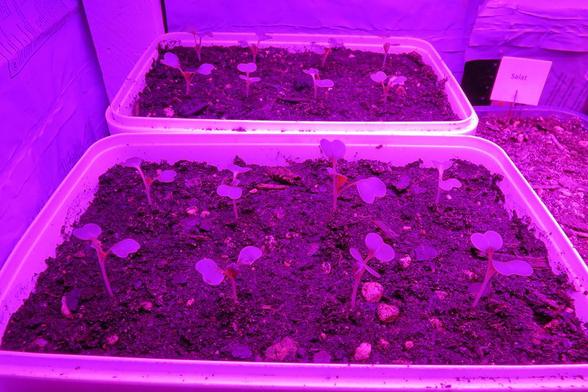 Zwei flache, rechteckige Pflanzschalen stehen nebeneinander und sind mit dunkler Erde gefüllt. In regelmäßigen Abständen wachsen kleine Keimlinge mit dünnen, hellen Stängeln und jeweils zwei runden Keimblättern aus dem Boden. Das gesamte Bild ist in intensives pink-violettes Licht getaucht, wodurch Erde und Pflanzen farblich verfremdet erscheinen. Die Oberfläche der Erde wirkt locker und leicht krümelig.