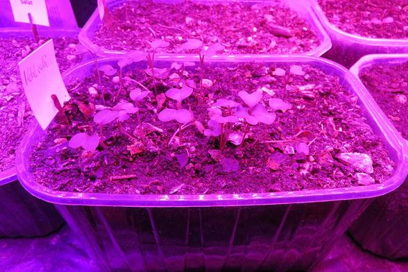 Eine durchsichtige, rechteckige Kunststoffschale ist mit dunkler, krümeliger Erde gefüllt. Daraus wachsen zahlreiche junge Keimlinge dicht nebeneinander. Die Pflänzchen besitzen dünne, aufrechte Stängel und jeweils zwei kleine, rundliche Keimblätter, die teils leicht herzförmig wirken. Das gesamte Bild ist von intensivem pink-violettem Licht überzogen, wodurch Pflanzen und Erde farblich verfremdet erscheinen. Im Hintergrund stehen weitere Pflanzschalen mit ähnlichen Keimlingen.