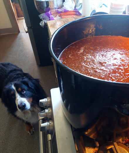 A Bernese Mountain Dog looks up toward a giant black enameled soup pot full of hamburger soup.