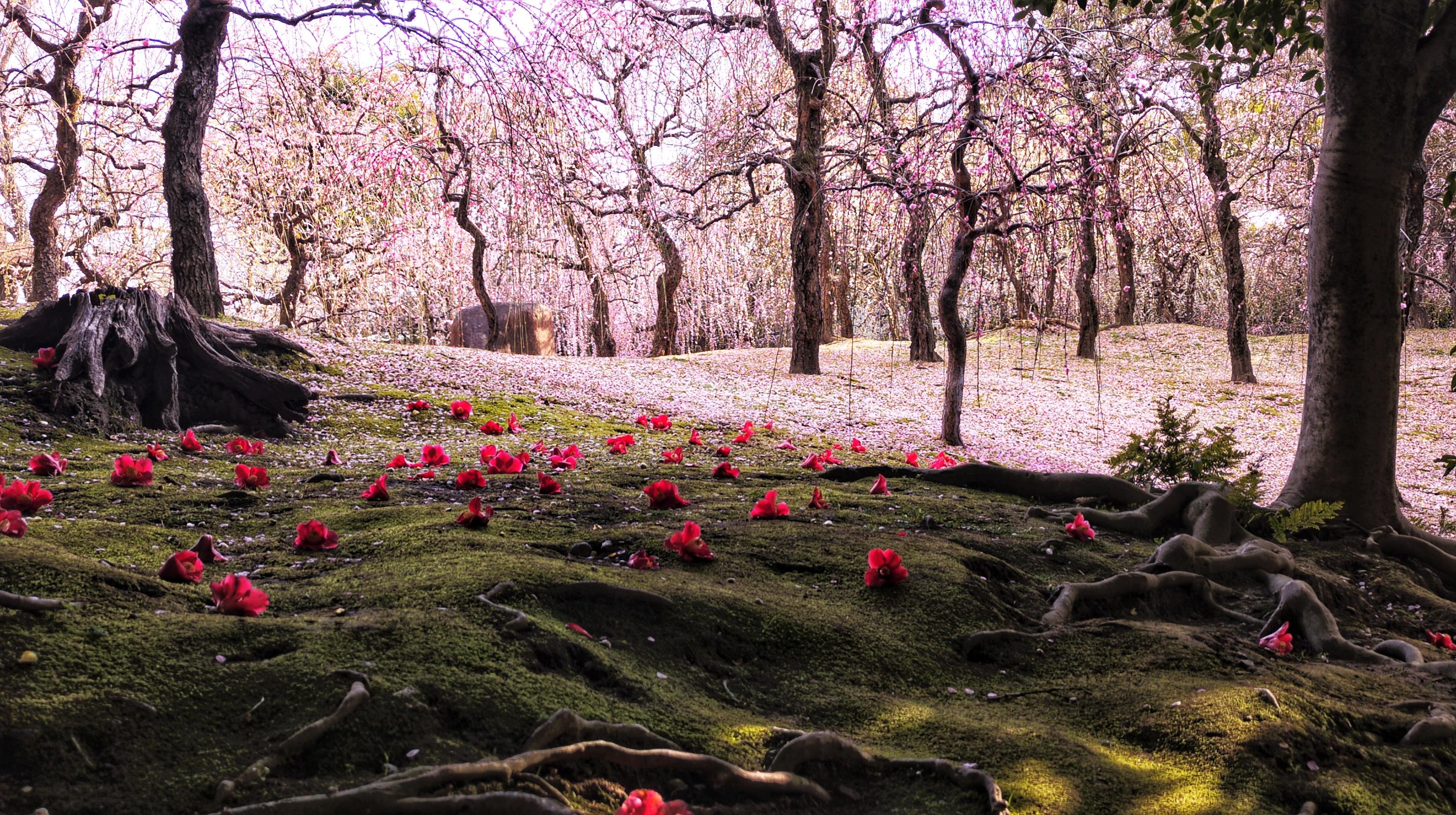 Moss covered area in the shade with fallen red tsubaki dotting the green, further behind the ground is a bed of pink with fallen plum blossoms and in the background are many plum trees with some flowers but most of them are gone