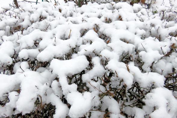 Dichtes Geflecht aus niedrigen Sträuchern, vollständig bedeckt von einer dicken, weichen Schneeschicht. Der Schnee liegt in unregelmäßigen, gewölbten Formen auf den Zweigen und bildet geschlossene weiße Flächen. Zwischen den Schneepolstern ragen vereinzelt braune, dünne Ästchen und kleine Zweigspitzen hervor. Stellenweise sind darunter grüne Nadeln oder Blätter erkennbar. Der Hintergrund ist ebenfalls winterlich und hell, wodurch die Struktur der verschneiten Pflanzen deutlich hervortritt. Die …