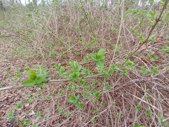 Dichtes Geflecht aus dünnen, hellbraunen Zweigen, die sich in viele Richtungen verzweigen. Zwischen den noch kahlen Ästen sprießen zahlreiche kleine, frische grüne Blätter mit glatter Oberfläche. Einige Zweige verlaufen schräg durch den Vordergrund und sind scharf zu erkennen, während der Hintergrund leicht unscharf wirkt. Am Boden liegen trockene, braune Blätter und vereinzelte kleine Pflanzen. Im Hintergrund sind weitere Sträucher und Baumstämme zu sehen, die eine natürliche Waldumgebung ande…