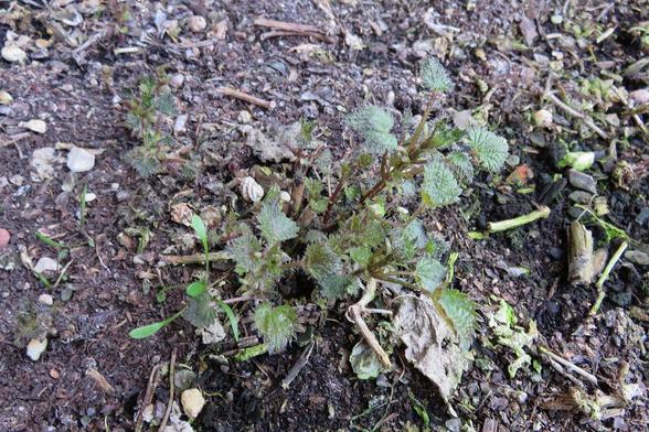 Brennnesseltriebe wachsen aus dunkler, lockerer Erde. Die Blätter sind gezackt, leicht behaart und stehen in dichten Büscheln nahe am Boden. Mehrere dünne Stängel ragen aufrecht nach oben, ebenfalls mit feinen Härchen bedeckt. Zwischen der Pflanze liegen kleine Steine, Holzstücke und vertrocknete Blätter.