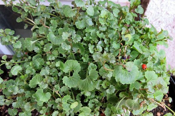 Dicht gewachsene grüne Pflanze mit zahlreichen runden bis leicht gelappten Blättern, die dicht übereinander liegen. Die Blätter haben sichtbare Blattadern und leicht gewellte Ränder. Zwischen dem Laub sind einzelne kleine, dunkle Blütenreste zu erkennen. Auf einem der Blätter sitzt ein kleiner roter Marienkäfer mit schwarzen Punkten. Die Pflanze wächst in einem Topf.