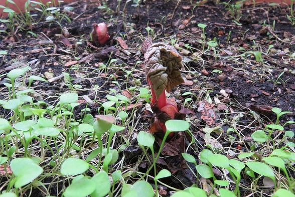 Mehrere junge Pflanzentriebe ragen aus dunkler, lockerer Erde. Die kräftigsten Triebe besitzen dicke, rötliche Stängel und noch gefaltete, grünlich-braune Blätter mit deutlich sichtbaren Adern. Um sie herum wachsen zahlreiche kleine Keimlinge mit runden, hellgrünen Blättern dicht am Boden. Zwischen den Pflanzen liegen trockene Blätter, Holzstücke und feine Wurzeln.