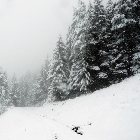Schneebedeckte Nadelbäume im Wald in den Bergen bei starkem Schneefall