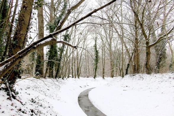 Winterlicher Wald mit einem schmalen, geschwungenen Bachlauf in der Mitte. Das Wasser ist teilweise sichtbar und fließt durch ein leicht eingeschnittenes Bett, dessen Ufer vollständig mit Schnee bedeckt sind. Hohe, kahle Laubbäume stehen dicht beieinander, viele Stämme sind mit dunklem Efeu bewachsen. Dünne Äste ziehen sich quer durch das Bild und tragen eine feine Schneeschicht. Der Boden ist gleichmäßig weiß, nur vereinzelt ragen Zweige oder Grasreste hervor. Der Himmel erscheint hell und bed…