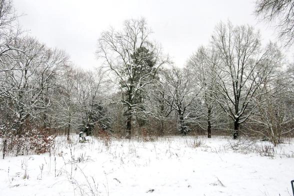 Verschneite Parklandschaft mit weiter, offener Fläche im Vordergrund. Der Boden ist gleichmäßig weiß bedeckt, aus dem vereinzelt vertrocknete Halme und kleine Sträucher herausragen. Im Mittelgrund stehen mehrere hohe Laubbäume mit kräftigen Stämmen und weit verzweigten, kahlen Ästen, die von einer dünnen Schneeschicht überzogen sind. Zwischen ihnen verdichtet sich das Unterholz zu einem feinen Geflecht aus verschneiten Zweigen. Der Himmel ist hell und bedeckt, wodurch die dunklen Baumstrukturen…
