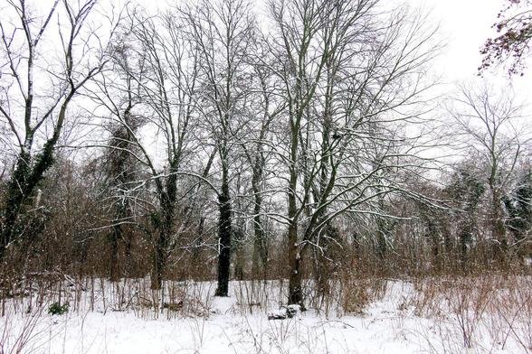 Verschneiter Park mit hohen, laublosen Bäumen, deren Äste von einer dünnen Schneeschicht bedeckt sind. Mehrere kräftige Stämme stehen im Vordergrund, teilweise mit dunklem Efeu bewachsen. Der Boden ist vollständig mit weißem Schnee überzogen, aus dem trockene Gräser und dünne Sträucher herausragen. Im Hintergrund setzt sich der Wald dicht fort, ebenfalls mit schneebedeckten Zweigen. Die Szene wirkt ruhig und winterlich, mit hellem, bedecktem Himmel und klar erkennbaren Strukturen der kahlen Äst…