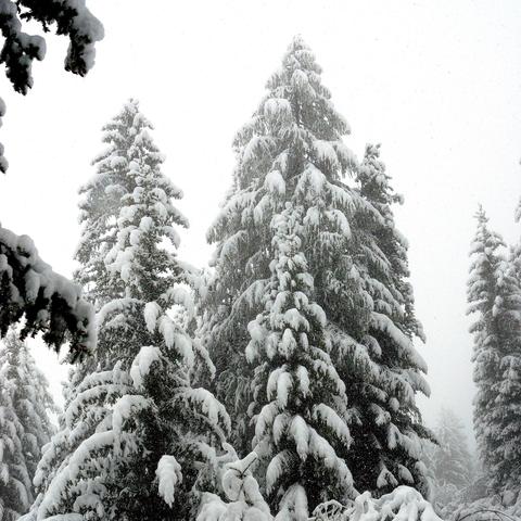 Hohe, dicht stehende Tannenbäume, deren Äste schwer mit Schnee bedeckt sind. Die Baumkronen ragen in einen grauen, nebligen Himmel, wodurch die winterliche Szenerie noch ruhiger wirkt. Im Vordergrund sind zusätzliche schneebedeckte Äste sichtbar. Leichte Schneeflocken scheinen zu fallen.