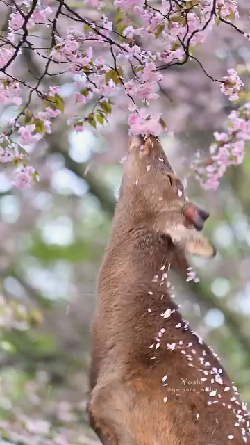 deer eating cherry blossoms in Nara, Japan