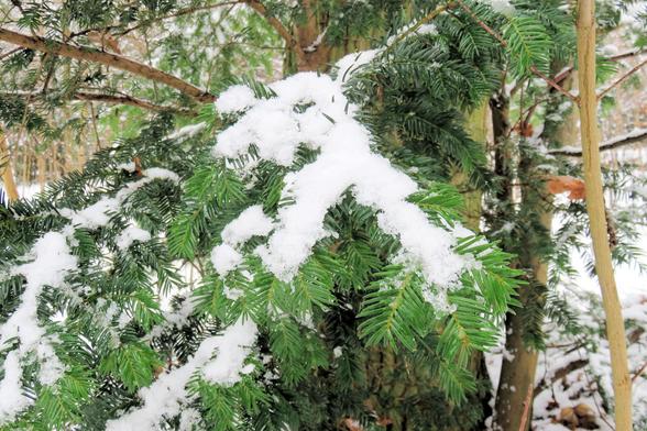 Mehrere grüne Zweige eines Nadelbaums ragen schräg ins Bild und sind mit frischem, lockerem Schnee bedeckt. Die Nadeln sind kurz, flach und dicht angeordnet, teils von einer weißen Schicht überzogen, teils frei sichtbar. Der Schnee liegt in unregelmäßigen, weichen Häufchen auf den Ästen und betont deren gebogene Form. Im Hintergrund stehen weitere Baumstämme mit heller, glatter Rinde sowie dunklere Nadelzweige. Der Waldboden ist weiß verschneit, vereinzelt sind braune Blätter zwischen den Ästen…