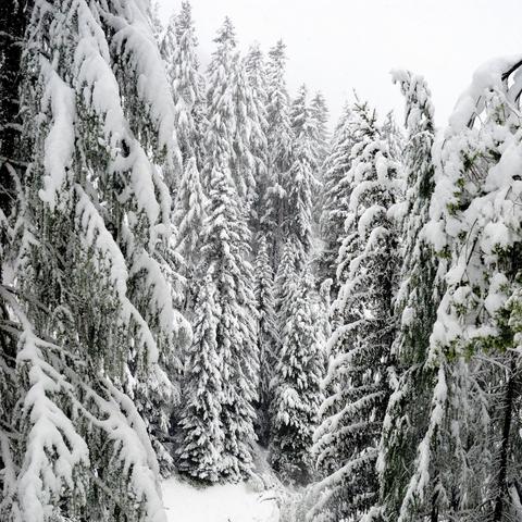 Dichter Winterwald mit hohen, schneebedeckten Tannen, die sich bis in die Ferne erstrecken. Im Vordergrund ragen verschneite Äste von beiden Seiten ins Bild, während die Baumreihen im Hintergrund steil ansteigen und von Schnee überzogen sind. Die ruhige, weiße Landschaft vermittelt eine klare, kalte Winterstimmung.