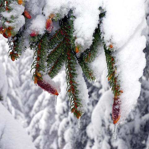Nahaufnahme von Tannenzweigen mit grünem Nadelwerk, das von Schnee bedeckt ist. Die Zweige tragen rotbraune Zapfen, an denen kleine Eiszapfen hängen. Tropfen aus schmelzendem Schnee sind sichtbar. Der verschwommene Hintergrund zeigt weitere verschneite Äste und verstärkt die winterliche Atmosphäre.