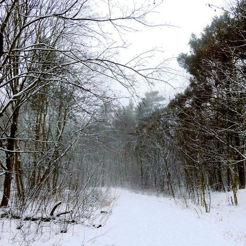 Das Bild zeigt einen verschneiten Waldweg. Auf beiden Seiten des Weges stehen Bäume, deren Äste mit einer dünnen Schicht Schnee bedeckt sind. Es scheint kürzlich geschneit zu haben, da keine Fußspuren oder andere Spuren im Schnee auf dem Weg zu sehen sind. Die Bäume sind kahl, was darauf hindeutet, dass es Winter ist. Der Himmel ist grau und neblig, was die Winteratmosphäre noch verstärkt. Die Szene ist ruhig und ohne sichtbare Bewegung.