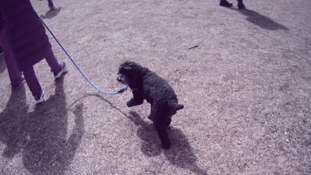 black dog at the No Kings 3 protest