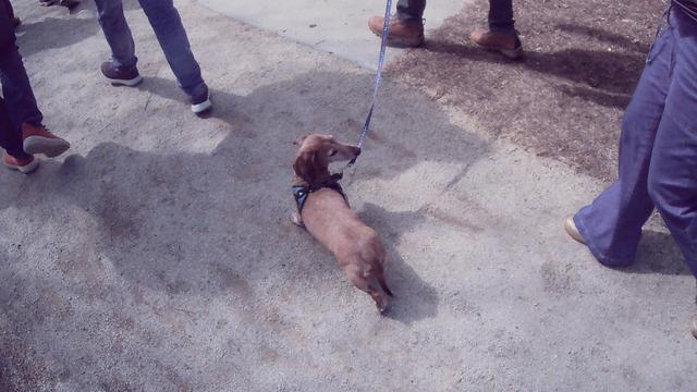 golden wiener dog at the No Kings 3 protest
