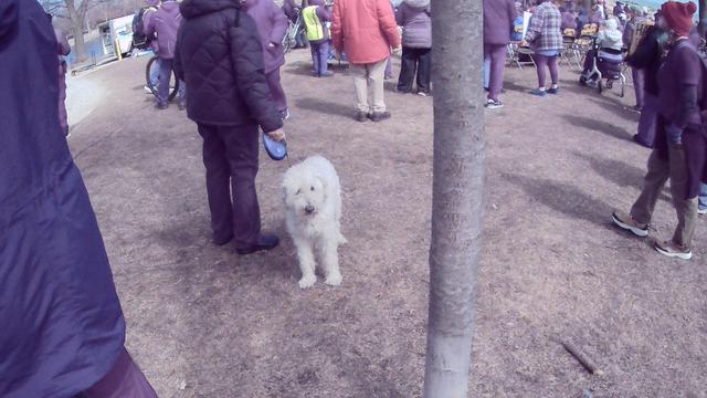white dog at the No Kings 3 protest