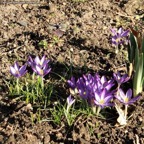 Mehrere kleine, violette Blüten stehen niedrig über lockerer, brauner Erde. Die Blüten haben sechs spitze Blütenblätter mit helleren, fast weißen Streifen und leuchtend gelb-orangen Staubblättern in der Mitte. Schmale, grasartige grüne Blätter wachsen büschelweise zwischen den Blüten. Die Sonne fällt schräg ein und erzeugt harte Schatten auf dem Boden. Im Hintergrund liegen vereinzelte kleine Steine, Keimlinge und trockene Pflanzenteile; am rechten Rand ragen breitere, glatte grüne Blätter nebe…