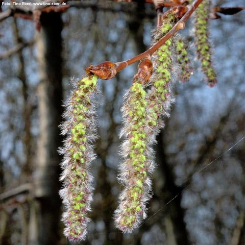 Brauner, dünner Ast verläuft schräg durch das Bild; daran sitzen mehrere glänzend braune Knospen. Von den Knospen hängen lange, zylindrische, herabhängende Blütenstände, dicht mit kleinen, grünlichen Schuppen besetzt. Um die Blütenstände stehen feine, silbrig wirkende Härchen ab, die im Licht schimmern. Im Hintergrund sind unscharfe, senkrechte Baumstämme und weitere Zweige in graublauen Tönen zu erkennen; rechts zieht sich ein feiner, heller Faden diagonal durch das Bild.