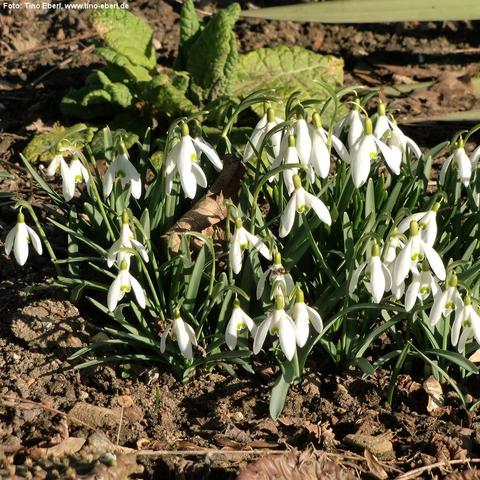 Weiße, glockenförmig nach unten hängende Blüten stehen dicht beieinander in einem Beet aus brauner Erde. Jede Blüte hat mehrere längliche, weiße Blütenblätter und am inneren Rand kleine grüne Zeichnungen. Zwischen den Blüten wachsen viele schmale, aufrechte, dunkelgrüne Blätter. In der Mitte liegt ein trockenes, braunes Blatt zwischen den Stängeln. Im Hintergrund sind größere, runzelige grüne Blätter und weitere flache Pflanzenreste zu sehen. Starkes Sonnenlicht wirft deutliche Schatten auf den…