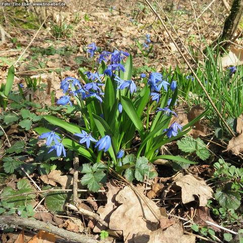 Dichtes Büschel aus langen, glänzend grünen, riemenförmigen Blättern wächst zwischen trockenem Laub und dünnen Zweigen am Waldboden. Darüber stehen mehrere dünne Stängel mit nach unten geneigten, leuchtend blauen Blüten. Die Blüten hängen glockenartig, mit schmalen, spitz zulaufenden Blütenblättern, die sternförmig auseinandergehen. Rundherum liegen braune, gekräuselte Laubblätter, kleine grüne Bodenpflanzen und Grasbüschel; im Hintergrund setzen sich weitere blaue Blütenpunkte zwischen dem Lau…
