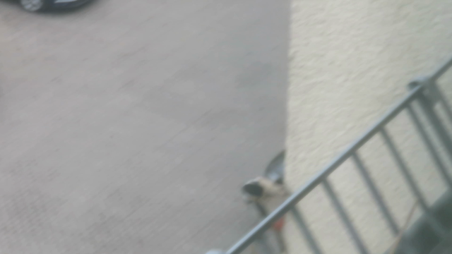 Buntspecht an Warmedämmung vom Haus