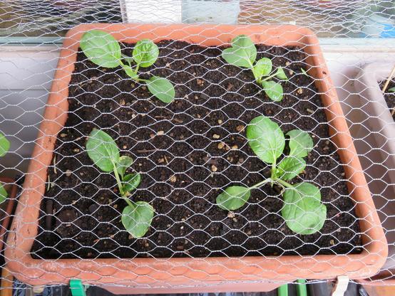 Rechteckiger, terrakottafarbener Blumenkasten, gefüllt mit dunkler Erde. Mehrere kleine grüne Jungpflanzen mit breiten, glatten Blättern wachsen in gleichmäßigen Abständen aus dem Boden. Über dem gesamten Kasten ist ein feinmaschiges Drahtgeflecht gespannt, das die Pflanzen vollständig abdeckt. Die Blätter wirken frisch und kräftig, einige zeigen deutlich sichtbare Blattadern. Der Kasten steht offenbar auf einem Balkon oder einer Terrasse, im Hintergrund sind weitere Pflanzgefäße und eine helle…