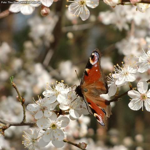 Weiße, fünfblättrige Blüten sitzen in dichten Gruppen an einem dünnen, braunen Zweig; viele gelbe Staubfäden ragen aus den Blütenmitten. In der Bildmitte sitzt ein Schmetterling auf den Blüten, die Flügel seitlich geöffnet. Die Flügel sind überwiegend rotbraun mit dunklen Rändern und auffälligen, runden Augenflecken nahe den Spitzen; am unteren Rand sind kleine helle Flecken erkennbar. Kopf und Körper wirken dunkel und behaart, die Fühler sind dünn und nach vorn gerichtet. Der Hintergrund ist w…