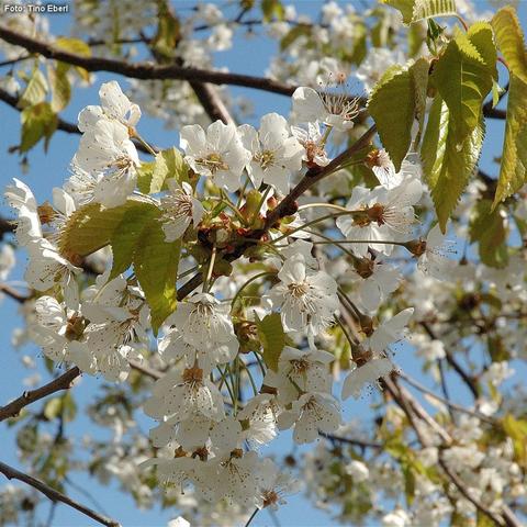 Weiße, ungefüllte Blüten mit fünf zarten Blütenblättern hängen in lockeren Dolden an den Zweigen eines blühenden Kirschbaumes. Die Blüten besitzen lange, herausragende Staubblätter mit dunklen Staubbeuteln. Zwischen den Blütentrauben befinden sich junge, gezackte Blätter in frischem Grün. Die Äste sind schlank und von weiteren Blüten umgeben. Der Hintergrund zeigt zusätzliche Blüten vor einem klaren blauen Himmel.