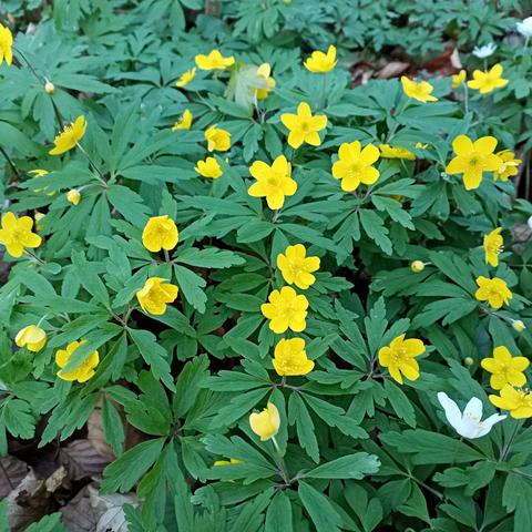 Zahlreiche gelbe Blüten mit fünf bis sechs rundlichen Blütenblättern des Gelben Windröschens wachsen dicht über einem Teppich aus gefingerten, tief eingeschnittenen grünen Blättern. Die Blüten stehen jeweils einzeln an dünnen, aufrechten Stängeln. Die Pflanzen bedecken flächig den Waldboden.