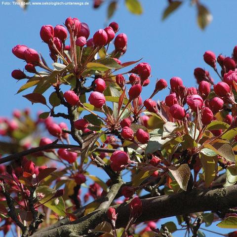Dicht an den Zweigen eines Baumes sitzen zahlreiche ungeöffnete Blütenknospen in kräftigem Pink bis Dunkelrosa. Die Knospen sind rundlich bis leicht länglich und gruppieren sich in kleinen Büscheln. Zwischen den Knospen befinden sich junge, länglich-ovale Blätter mit rötlich-grünem Schimmer. Die Äste sind dunkel und wirken robust. Der klare blaue Himmel bildet einen starken Kontrast zu den intensiven Farben der Knospen.
