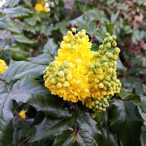 Leuchtend gelbe Blüten einer Mahonie stehen in dichten, kugelförmigen Dolden zusammen. Die Einzelblüten sind klein und zahlreich, teils noch als grün-gelbe Knospen erkennbar. Die umgebenden Blätter sind dunkelgrün, glänzend und weisen gezackte Ränder auf. Der Hintergrund ist unscharf, zeigt aber weitere Blätter und Blütenstände der gleichen Pflanze.