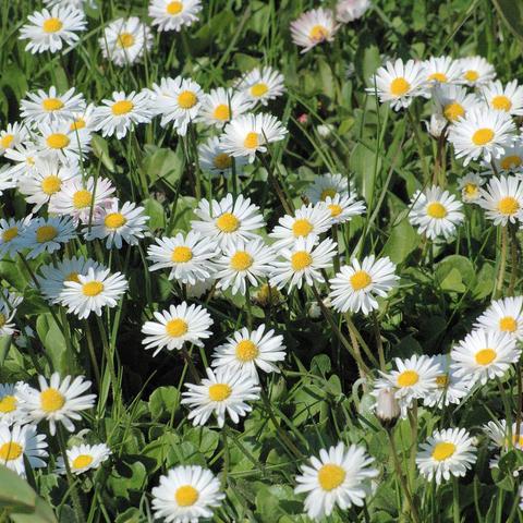 Ein blühender Wiesenabschnitt mit zahlreichen Gänseblümchen. Die Blüten haben weiße, schmale Zungenblätter und eine leuchtend gelbe Mitte. Einige Blüten sind leicht rosa überhaucht. Die Blütenköpfe sitzen auf dünnen, grünen Stängeln und sind umgeben von dichtem, grünem Gras und kleinen, runden Blättern. Das Bild vermittelt einen frischen, sonnigen Frühlingstag in einer natürlichen Wiese.