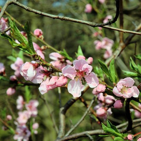 Mehrere dünne Zweige mit zarten, rosafarbenen Blüten und frischem grünem Laub. Die Blüten sind fünfzählig, leicht geöffnet und besitzen auffällige Staubblätter in der Mitte. Einige Knospen sind noch geschlossen oder nur leicht geöffnet. Die Blätter sind schmal, lanzettförmig und frischgrün. Im Hintergrund sind weitere Blüten und verzweigte Äste sichtbar, unscharf vor einem natürlichen, leicht grünlich-braunen Hintergrund.