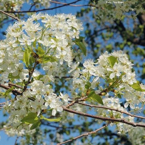 Dichte Dolden aus kleinen, weißen Blüten bedecken die Zweige eines Kirschbaumes. Jede Blüte besteht aus fünf leicht abgerundeten Blütenblättern und zahlreichen langen, hellen Staubblättern. Zwischen den Blüten befinden sich junge, spitz zulaufende Blätter in hellem Grün. Die Zweige sind schlank und teils noch kahl. Im Hintergrund sind weitere Blüten und grün belaubte Äste vor blauem Himmel zu sehen.