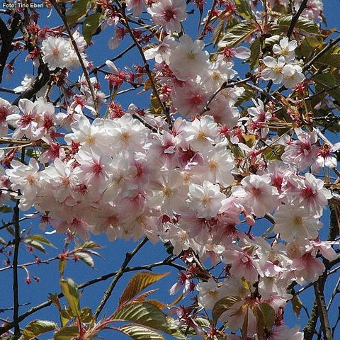 Zahlreiche zarte Blüten in Weiß und Rosatönen bedecken dicht die Zweige eines Kirschbaumes. Die Blüten sind fünfzählig mit leicht gewellten Blättern und zeigen eine intensive rosa Färbung im Zentrum. Einige Blüten sind bereits geöffnet, andere befinden sich noch im Knospenstadium. Junge, leicht glänzende Blätter in Braun- und Grüntönen ergänzen das Blütenbild. Im Hintergrund sind weitere Zweige und der tiefblaue Himmel sichtbar.
