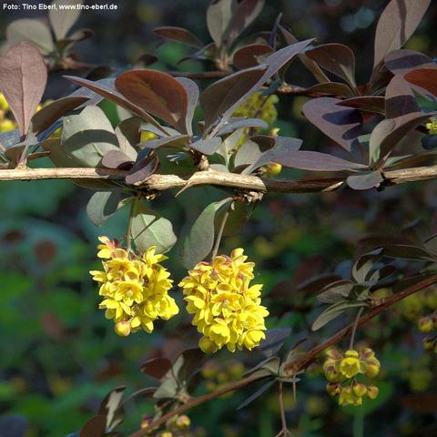 Zwei dichte, hängende Blütenstände mit zahlreichen kleinen, leuchtend gelben Einzelblüten wachsen an einem holzigen Zweig. Die Blüten sind rundlich und stehen dicht beieinander. Umgeben sind sie von dunkelgrünen bis rötlich-braunen, leicht glänzenden Blättern mit glattem Rand. Die Zweige sind braun und teils dornenartig. Der Hintergrund ist schattig und zeigt weitere Blätter und Blüten in unscharfer Form.