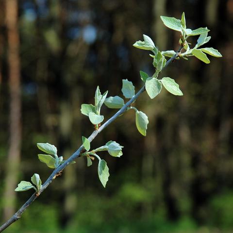 Ein einzelner dünner Zweig mit kleinen, frisch ausgetriebenen Blättern erstreckt sich schräg durchs Bild. Die Blätter sind mattgrün bis silbrig und haben eine ovale bis leicht spitze Form. Sie wirken weich und filzig, was auf eine feine Behaarung schließen lässt. Der Hintergrund ist unscharf und zeigt einen dunklen Wald mit senkrecht stehenden Baumstämmen, durch die teilweise grünes Licht fällt.