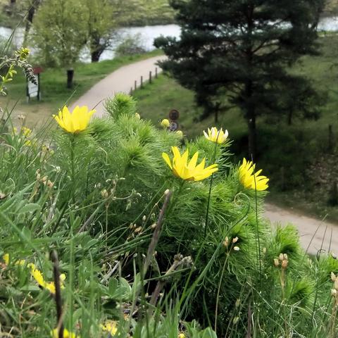 Mehrere Adonisröschen mit gelben Blüten und zahlreichen länglichen, nach außen gerichteten Blütenblättern wachsen an schlanken Stängeln aus einem dichten Polster aus feinen, fiedrigen Blättern. Die Pflanzen stehen an einem leicht abschüssigen Hang mit vielfältiger Wiesenvegetation. Im Hintergrund verläuft ein geschwungener Weg entlang der Oder, gesäumt von Bäumen und Wiesen. Eine große Kiefer und andere Laubbäume stehen am Wegesrand.