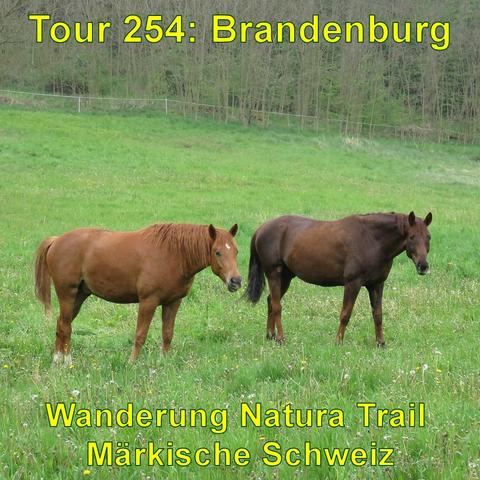 Zwei Pferde, eines hellbraun und das andere dunkelbraun, stehen auf einer grünen Wiese. Im Hintergrund ist ein Zaun und dahinter Bäume zu erkennen.