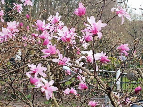 Blühender Magnolienbaum mit zahlreichen großen, rosafarbenen Blüten in verschiedenen Stadien von Knospe bis voll geöffnet. Die zarten Blütenblätter zeigen einen Farbverlauf von kräftigem Pink im Inneren zu hellem Rosa an den Spitzen. Die verzweigten, noch weitgehend blattlosen Äste ziehen sich dicht durch das Bild. Im Hintergrund sind ein Garten mit grünem Rasen, Metallzaun, einzelne Gartengeräte sowie weitere Bäume mit frühem Austrieb zu erkennen.