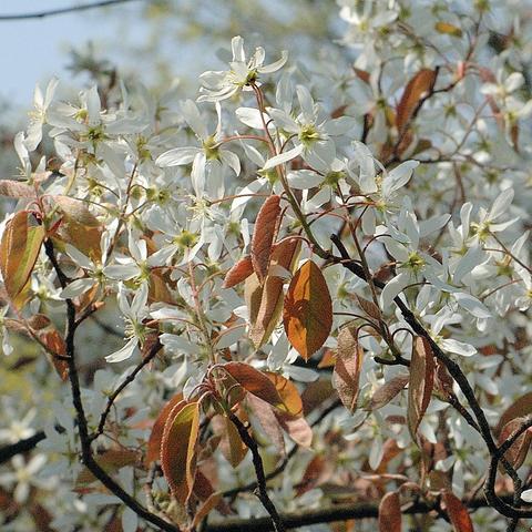 Zahlreiche sternförmige Blüten mit langen, schmalen, weißen Blütenblättern bedecken dicht die Zweige einer Felsenbirne. Die Blüten stehen in lockeren Büscheln. Zwischen ihnen wachsen frisch austreibende Blätter in rötlich-braunen Tönen, schmal und leicht glänzend. Die Zweige sind dunkel und bilden einen starken Kontrast zu den hellen Blüten. Der Hintergrund ist hell und leicht verschwommen.
