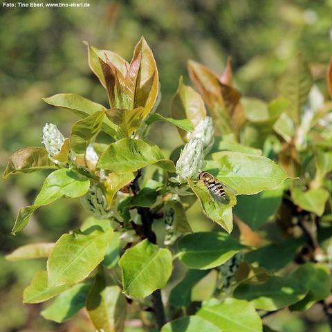 Mehrere hellgrüne Blätter mit glatter Oberfläche und deutlich sichtbarer Mittelrippe umgeben noch geschlossene, weißliche Blütenknospen in konischer Form an einem Strauch. Die Knospen sitzen an den Spitzen der Triebe. Einige der jungen Blätter sind rötlich gefärbt. Auf einem der Blätter sitzt eine schwarz-gelb gestreifte Schwebfliege. Der Hintergrund ist unscharf und zeigt weiteres Blattwerk im Sonnenlicht.